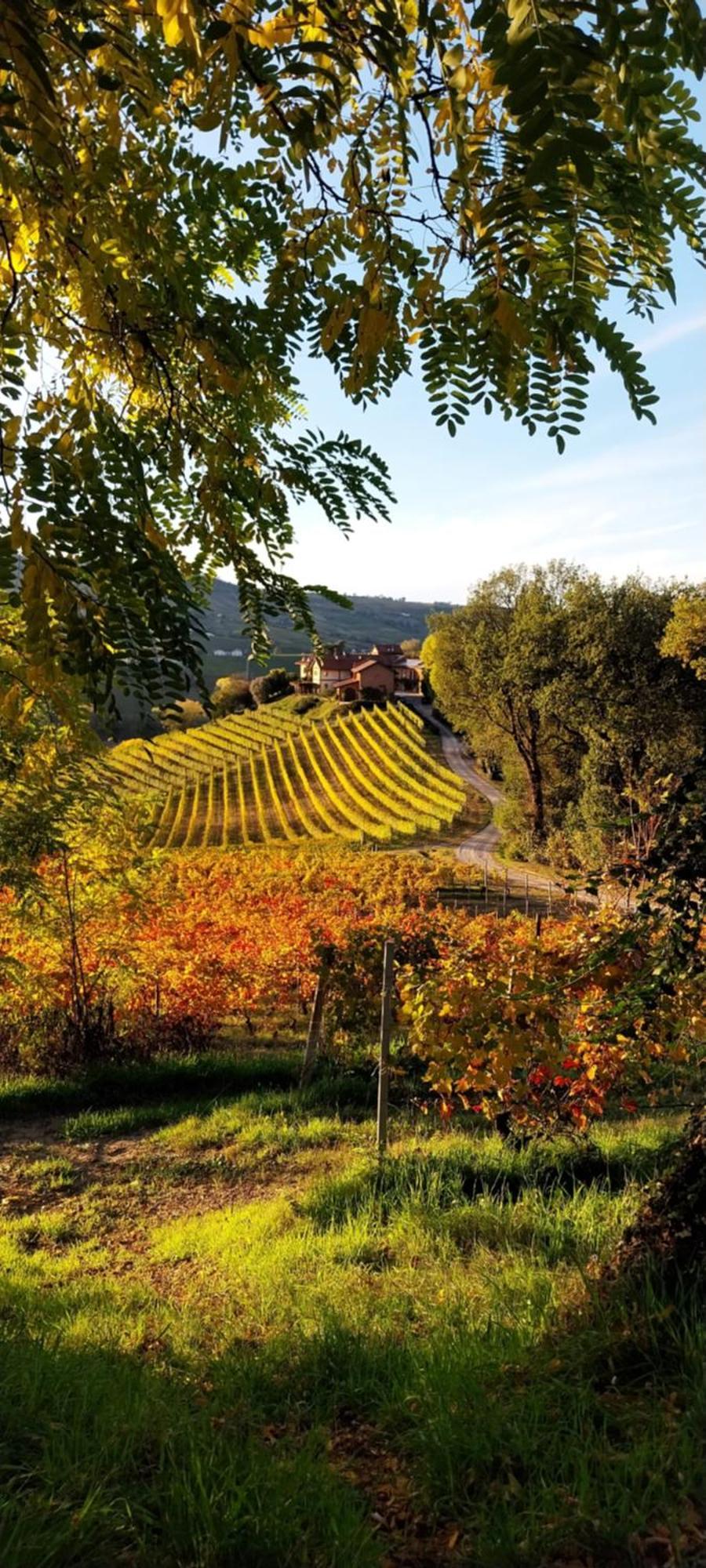 Tenuta Montanello B&B Castiglione Falletto Zewnętrze zdjęcie